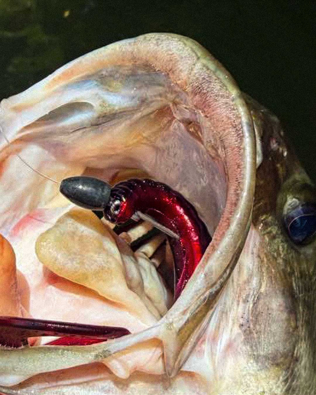 Close-up of a Red Shad Culprit Original Worm fishing lure caught inside the open mouth of a largemouth bass.
