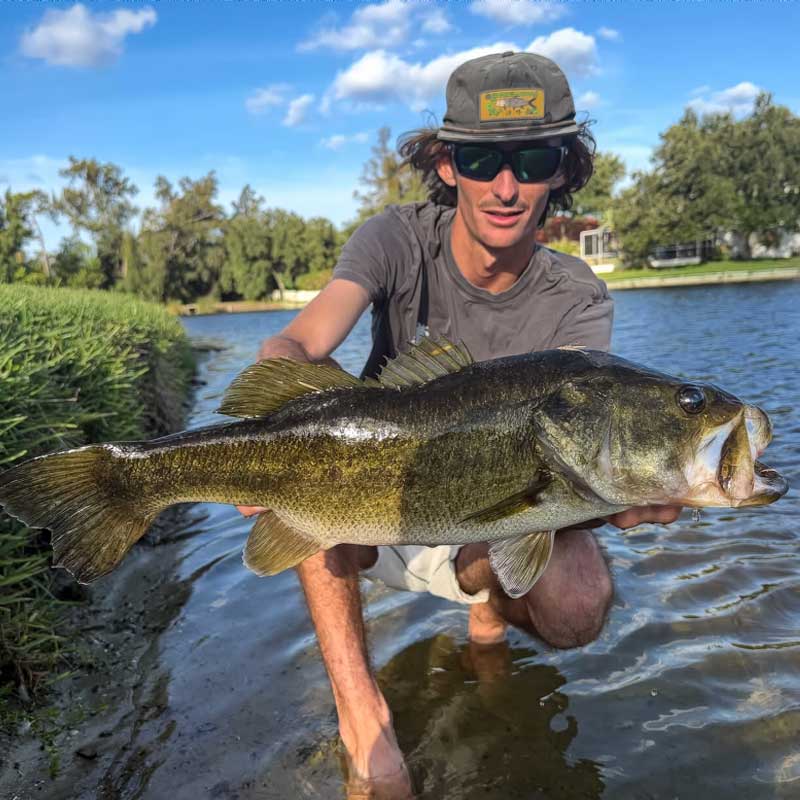 A backwater man kneeling in shallow water outdoors holds a large freshly caught largemouth bass. He is wearing a gray cap with a yellow patch, sunglasses, a gray t-shirt, and white shorts.