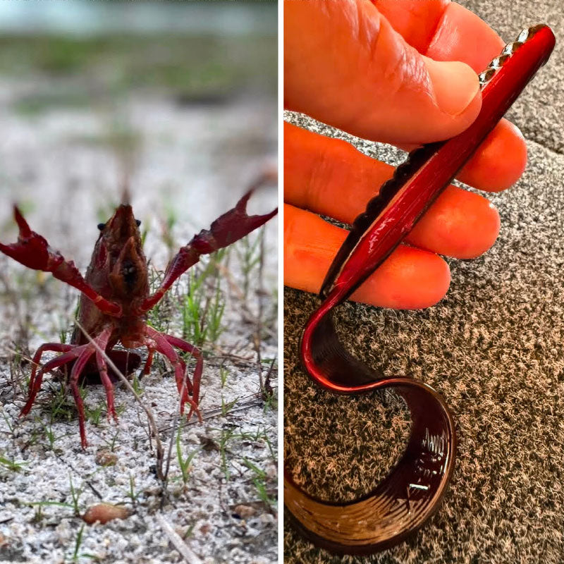 A split-screen photo showing a Red Shad Culprit Original Worm lure being held in a hand on the right, and the lure swimming near a small red shrimp on sandy water on the left.