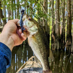 A hand holds a freshly caught largemouth bass over a boat in a cypress swamp, with the bass hooked on a June Bug Shakin Neko Craw soft plastic lure.