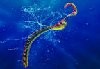 A close-up underwater photograph of a small fish with a curved, hook-like mouth and a yellow-green body, set against a deep blue water background with light rays and splashes.