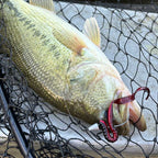 A largemouth bass fish lying on a black fishing net, with a Culprit Red Shad Culprit Original worm hooked in its mouth.