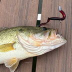 A largemouth bass fish lying on a wooden surface with a Culprit Red Shad Original Worm hooked in its mouth.