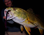 A large redfish held in the water by a person against a black background, with the fish biting a Culprit Original worm soft plastic lure.