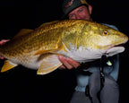 Sawyer Martin holding a large redfish against a dark night background. The fish has a metallic gold and yellow body with a white underside.