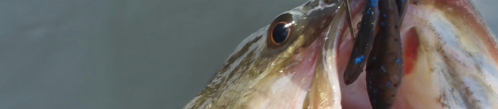 Crawfish Tricks for Late Summer Bass - Culprit Lures