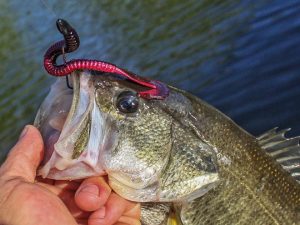 culprit fast-vibe-bass-fishing-worm-review